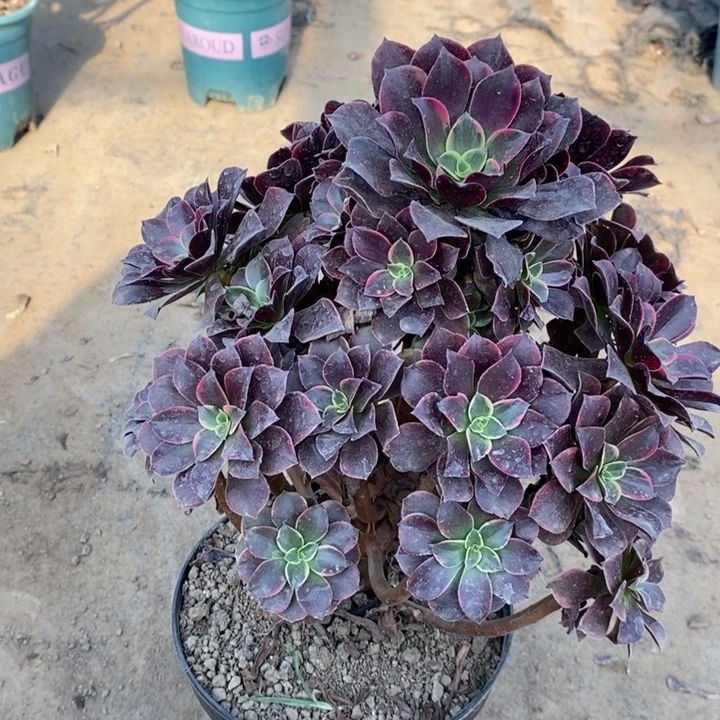 金丝雀多肉植物72。