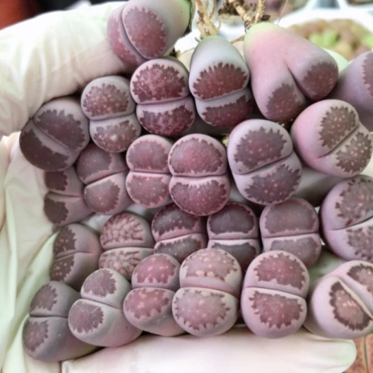 7864，25棵母本1.5厘米左右如图