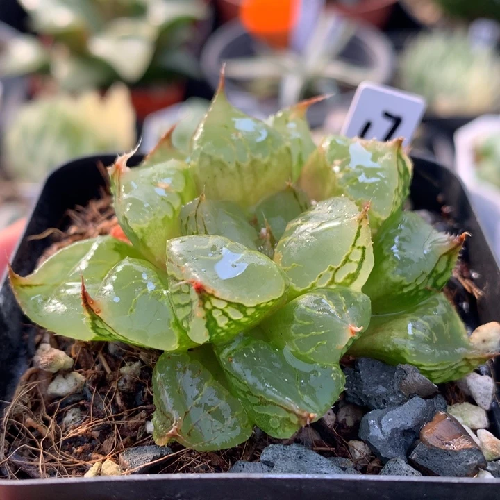 裹克，带盆土发货了