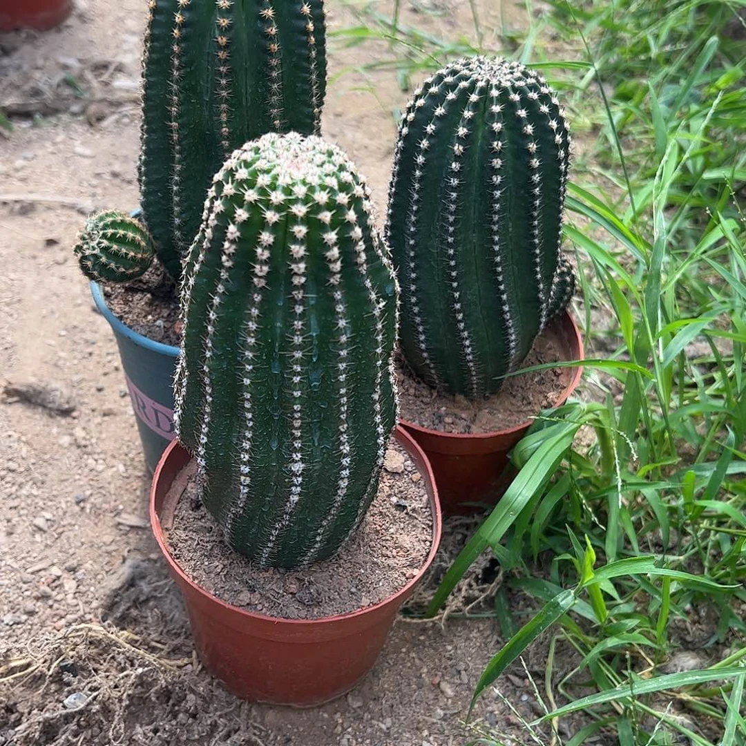 英***子实生黑金刚3颗一物一拍