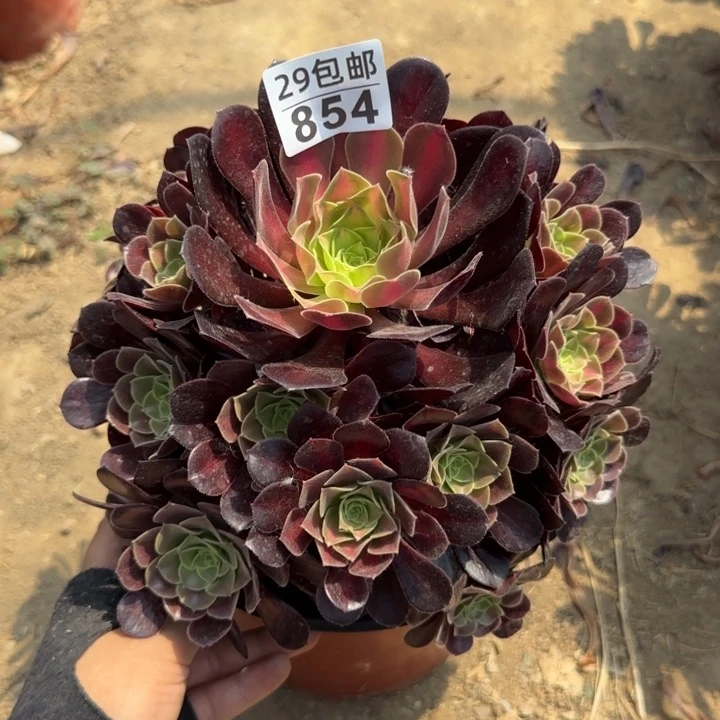 花娜……多肉植物……