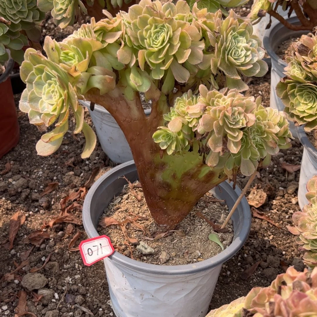 071多肉植物雨荷轮回缀化