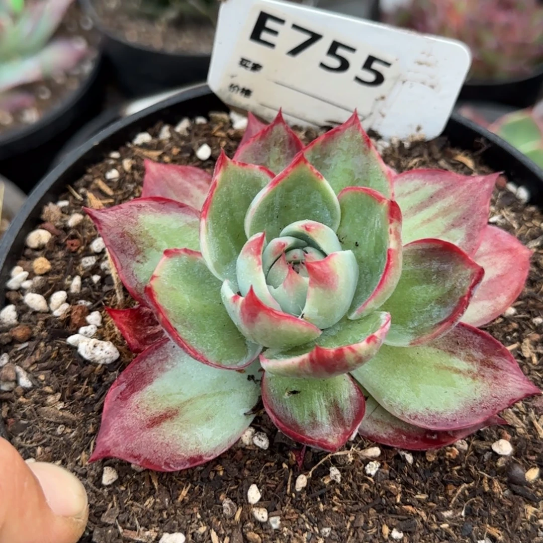 惊鸿一物一拍包装收缩花旱755