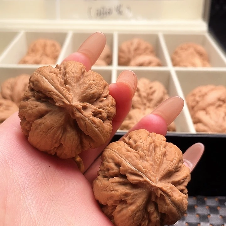 空***雨霸王龙核桃尺寸41+