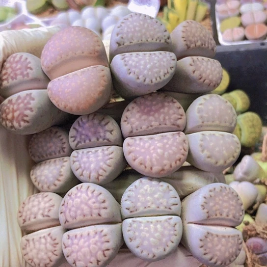 无花朵0437，如图2.7/3厘米