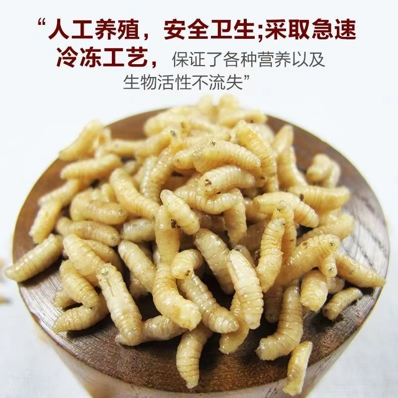 蝇蛆冷冻鲜蛆冷冻饵料鱼饵鱼食开口冰冻龟鳖鱼虫饲料雷龙开口