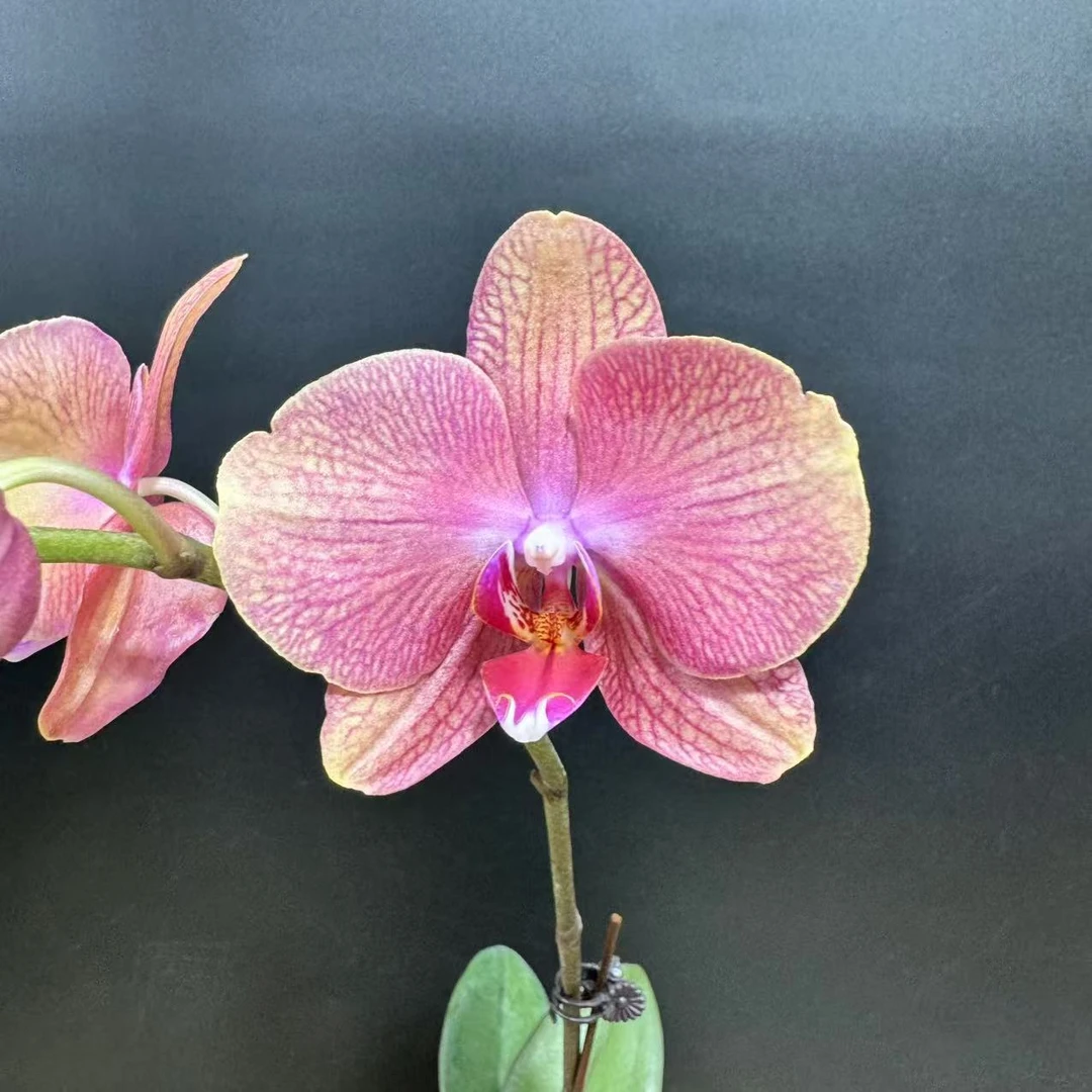 蝴蝶兰[彩月]高端盆栽带苞带花昆明源头基地直发