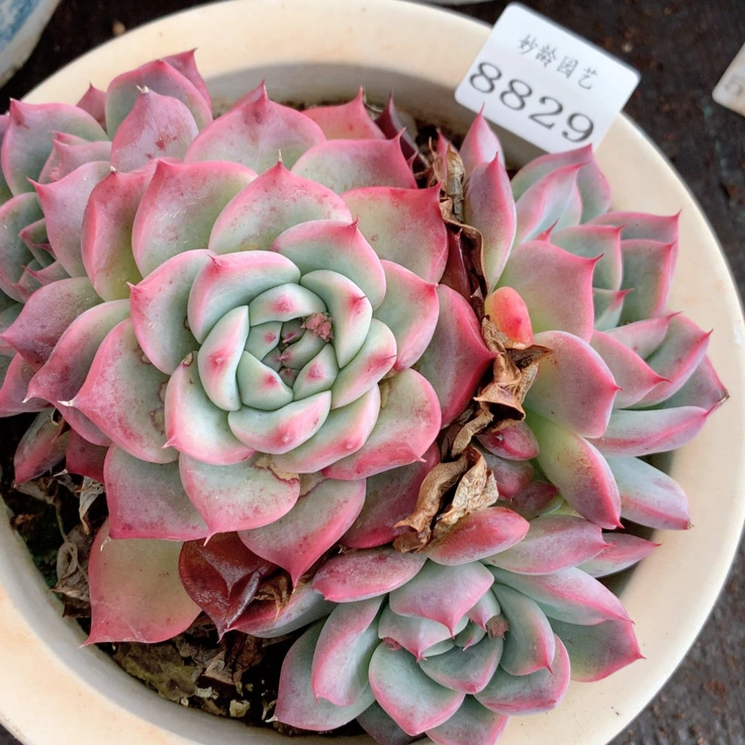 8829杂交多肉植物基地