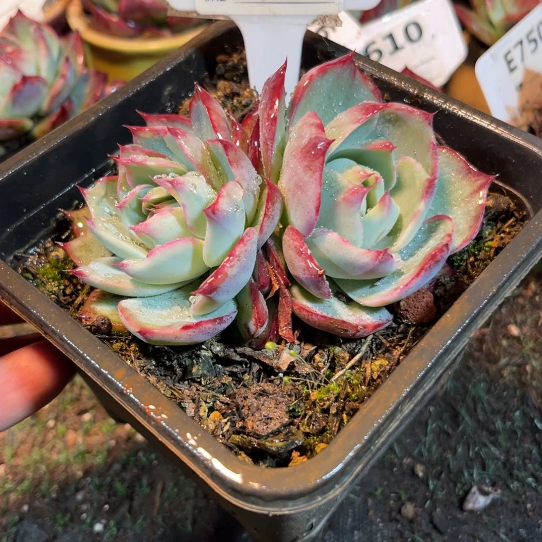 惊鸿一瞥802号多肉