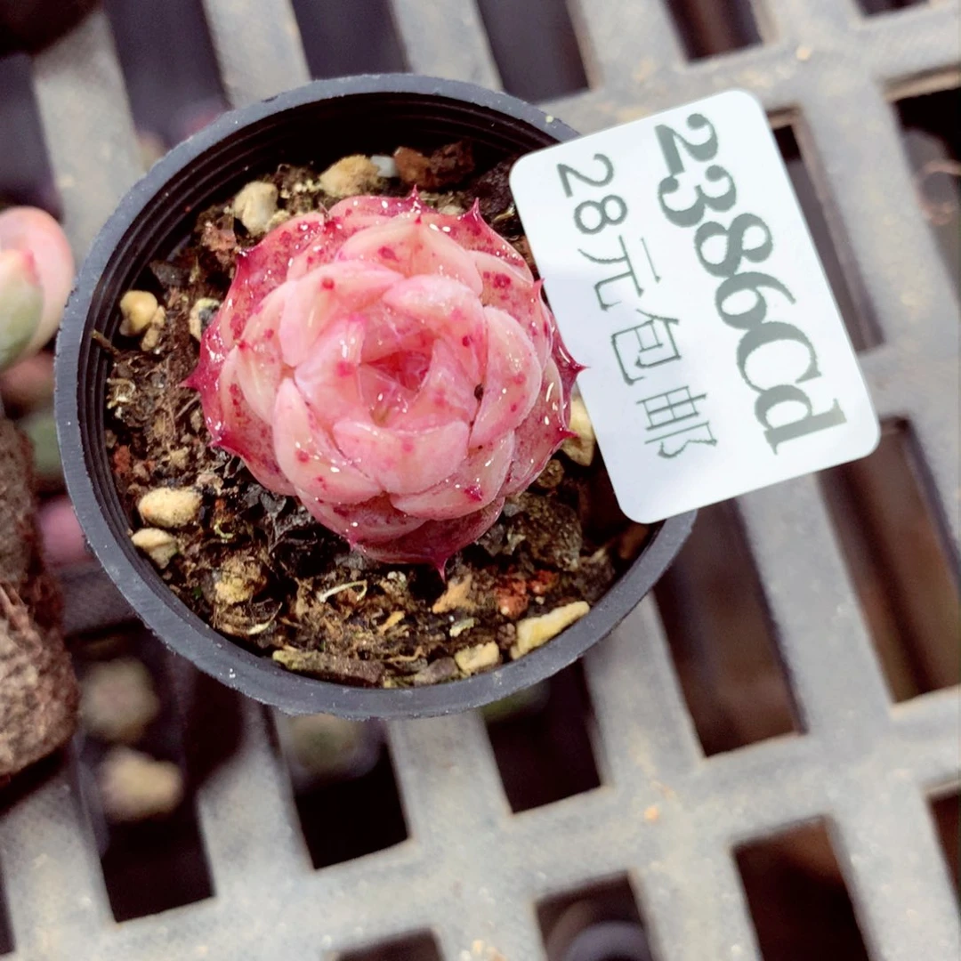 5厘米盆精控多肉2386