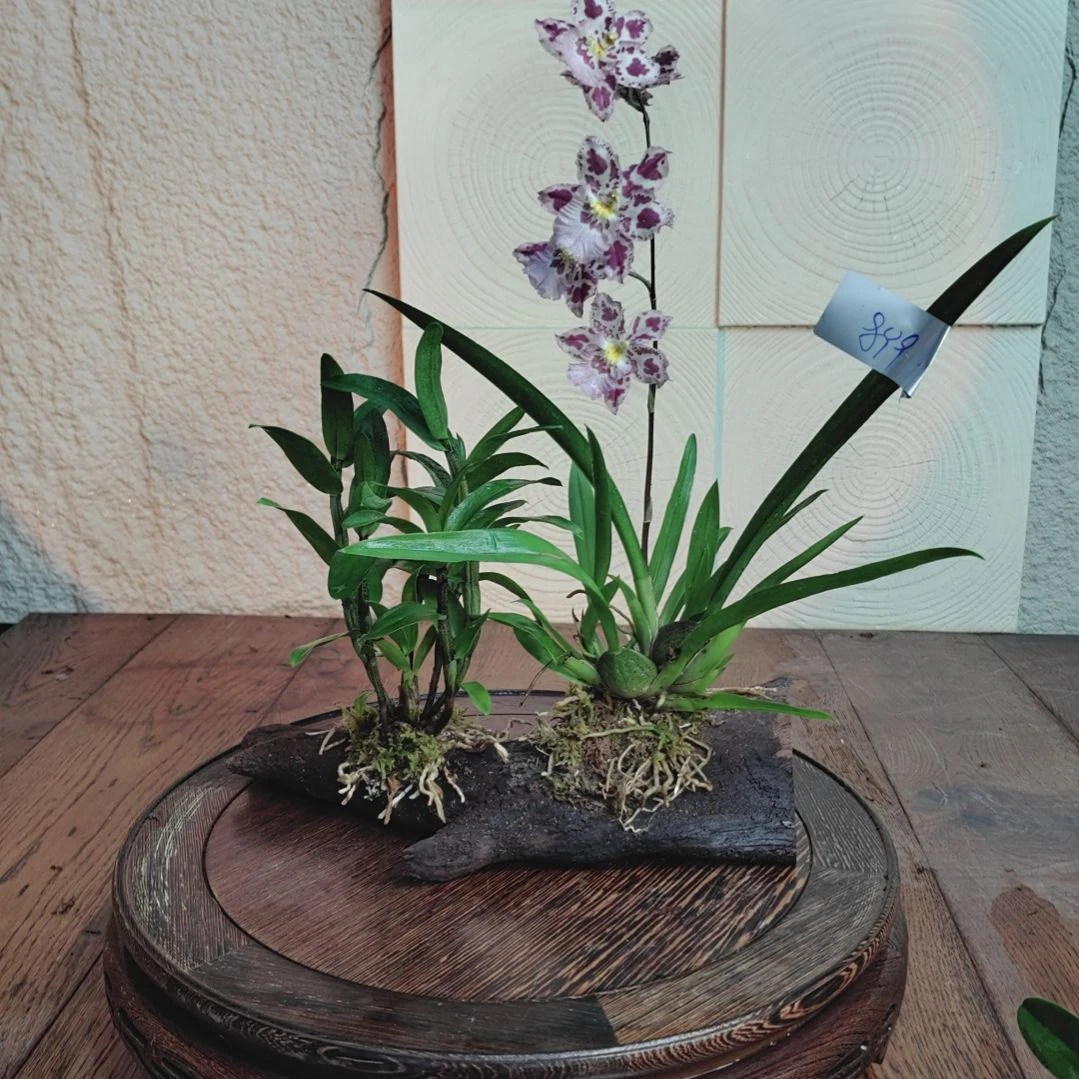 全部花朵899血喉，豹斑兰花卉