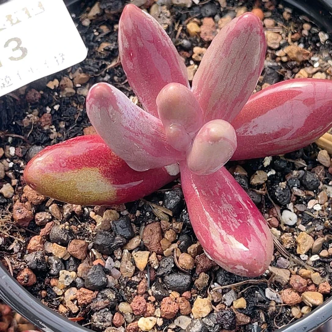 尚品园艺福利锦8213