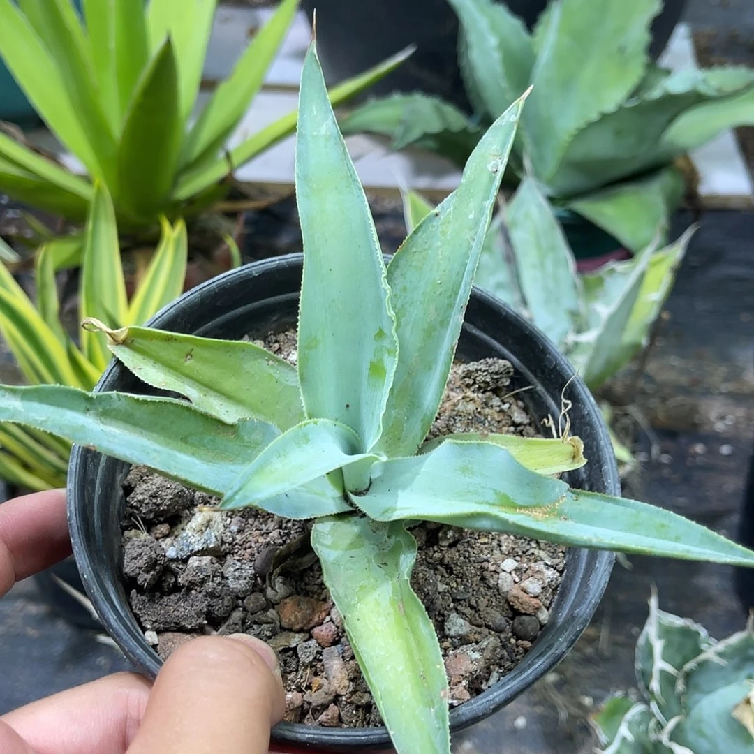 大章鱼龙舌兰系列