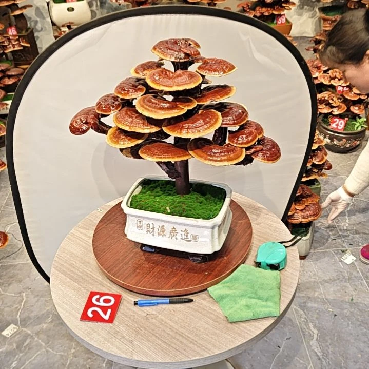 灵芝盆景灵芝盆景