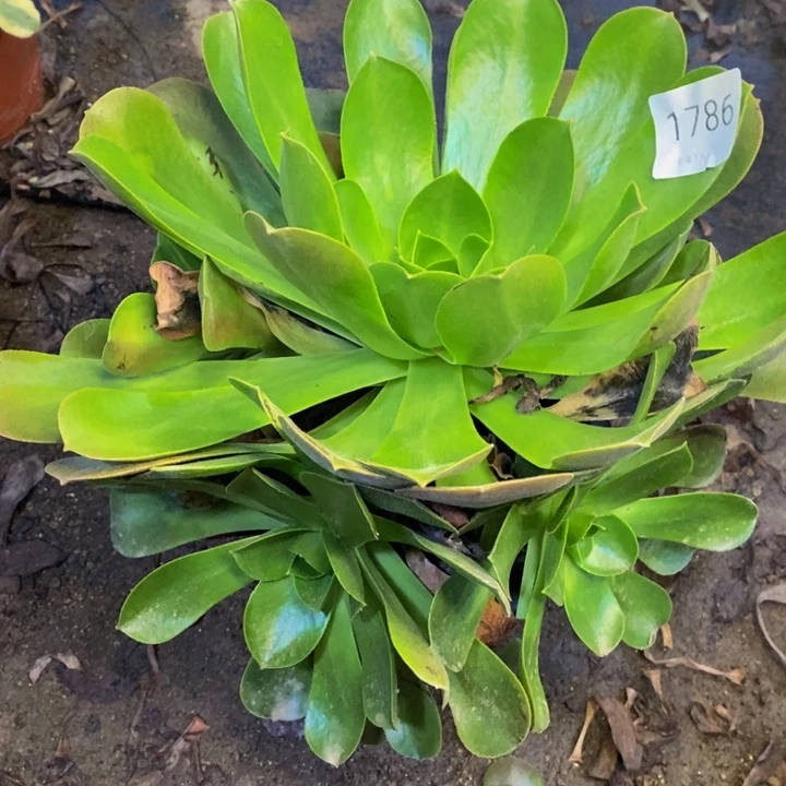 香炉盘多肉断头不包1786