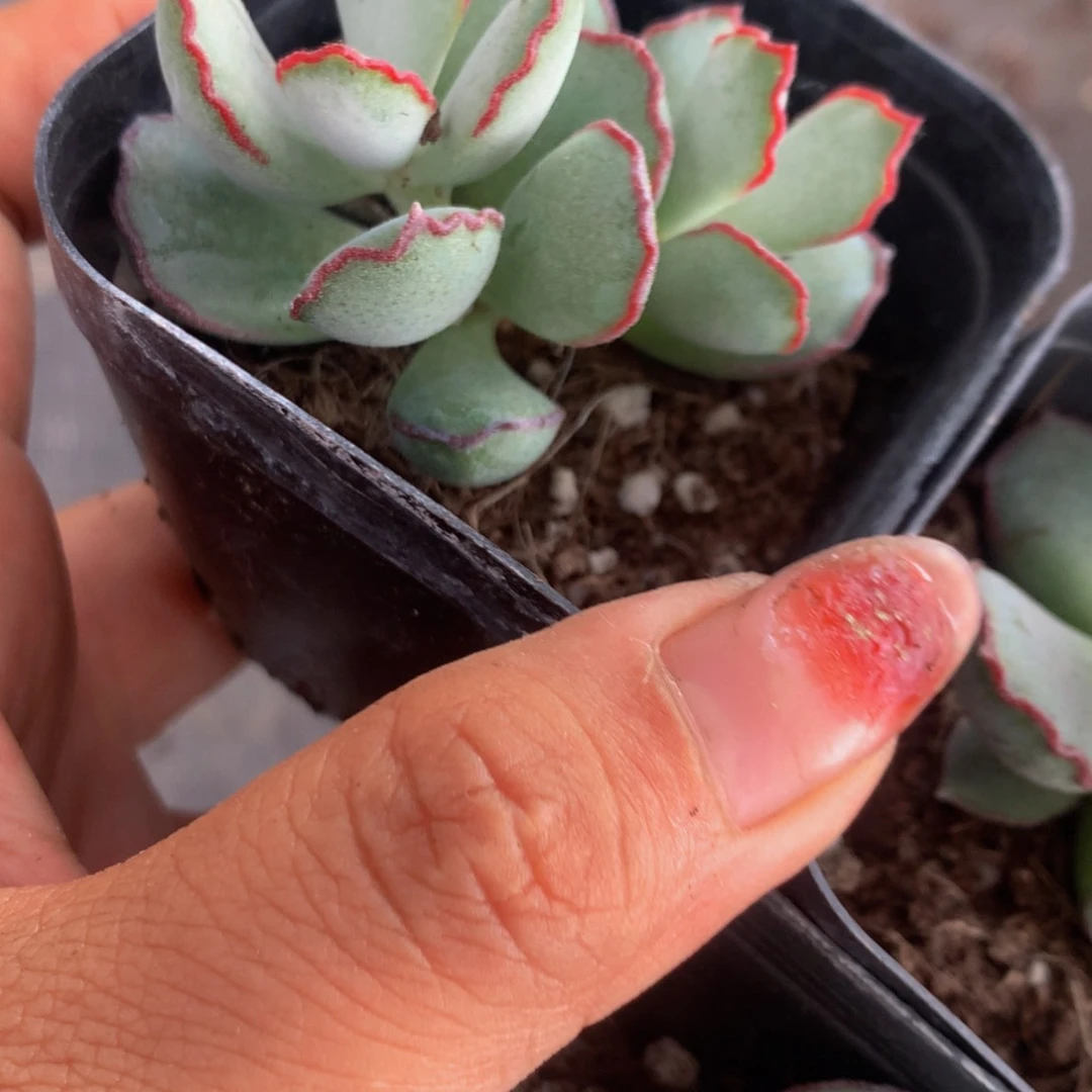 巧克力线 （满9.99包邮不满9.99发叶子）