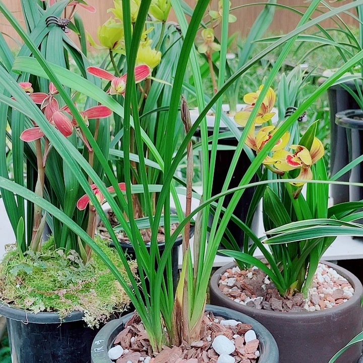 兰***波完全开放一物一漂亮开花