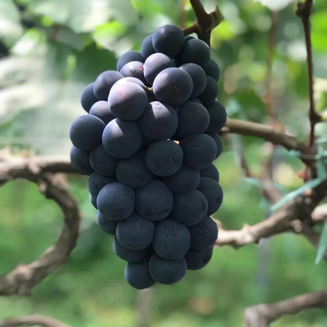 南园阿彩夏黑葡萄云南高原无籽黑提（酸甜爽口）