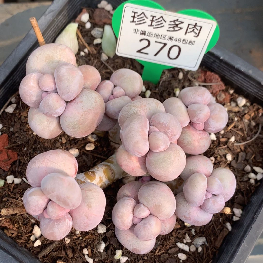 烟美人老桩无砍女神节福利270