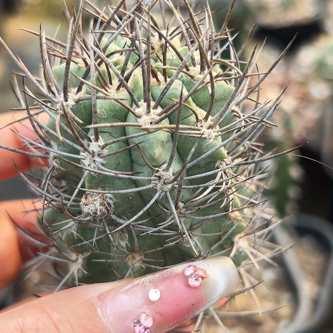 逆豹仙人球6666666666