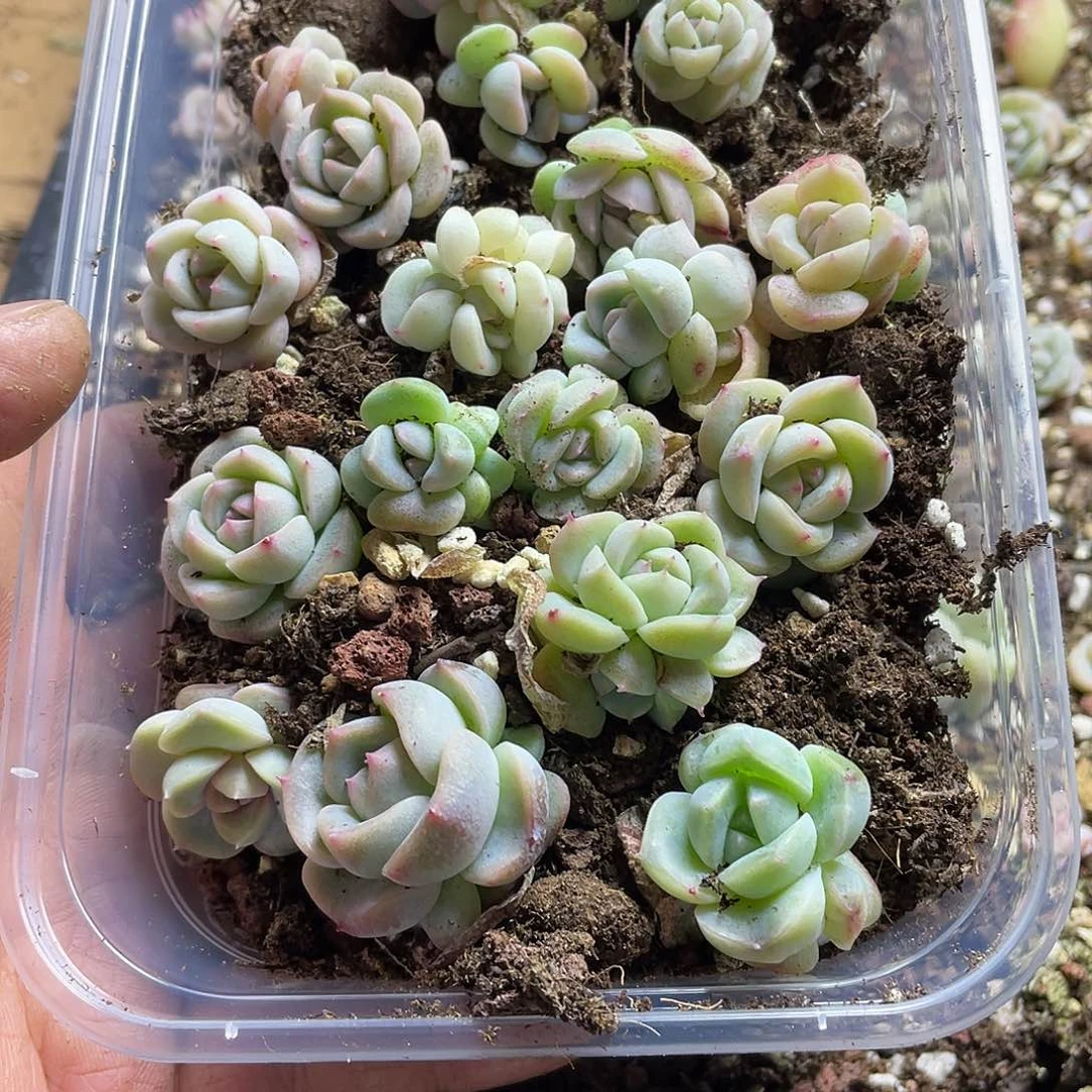 简*沫良辰一物一拍163