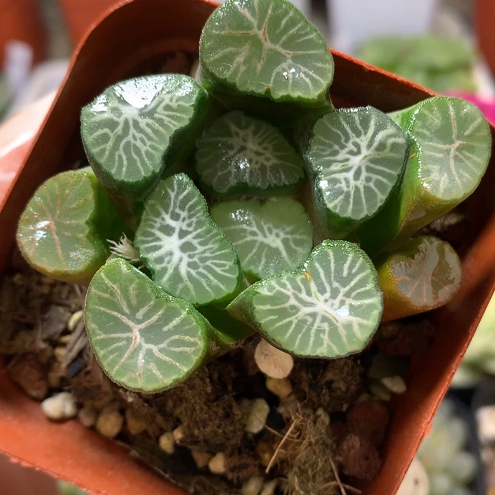 白妙万象带盆土发货