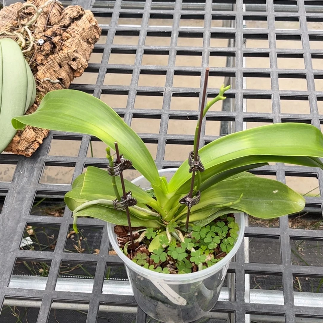 无花朵4寸特红路德抽梗苗