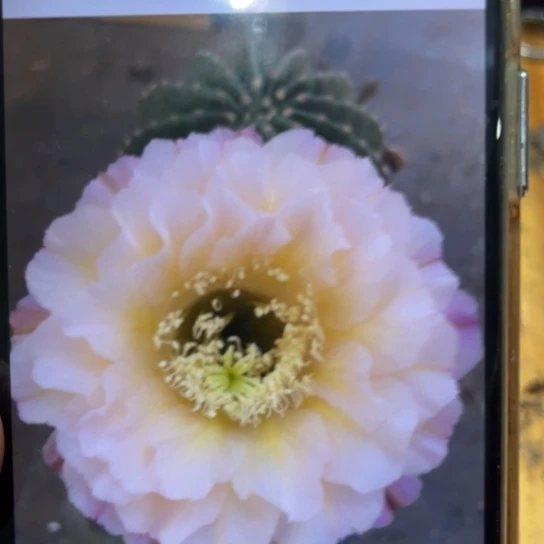 露露新品白露7公分左右