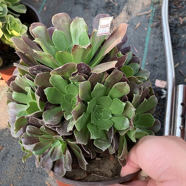 553欧紫多肉植物