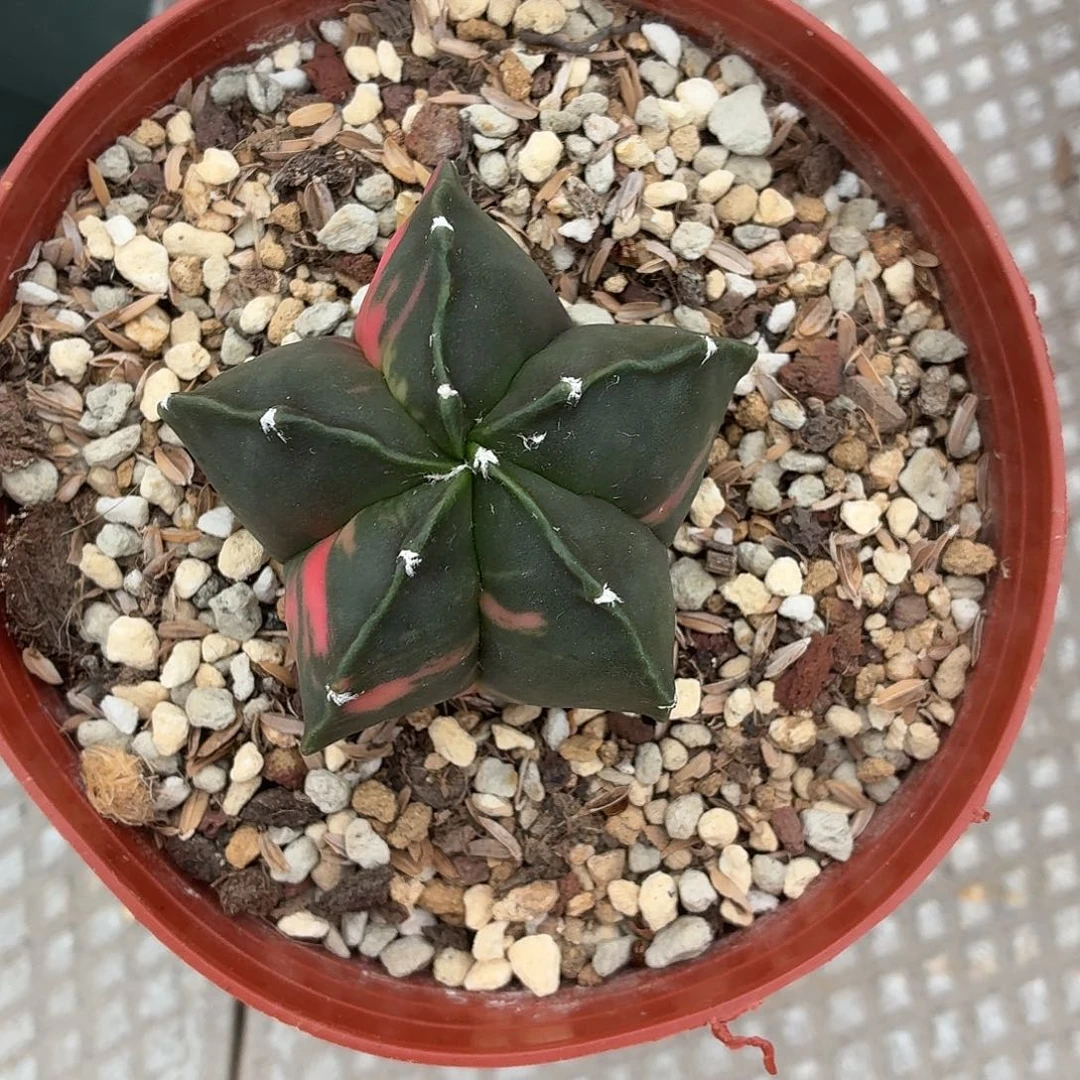 月***哥无花朵鸾锦！！！！！！！！！