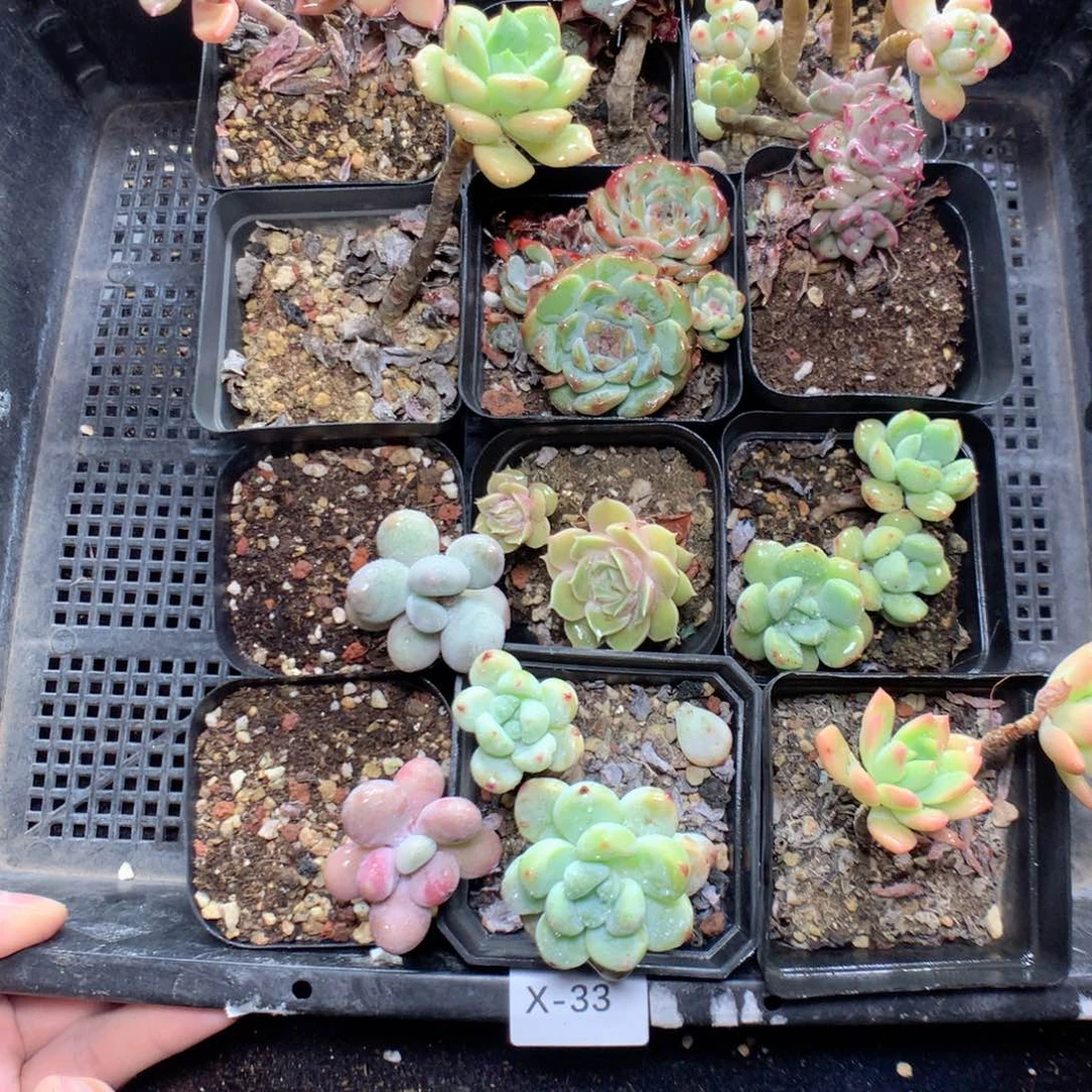 无花朵X33英语英语英语英语英语英语英语