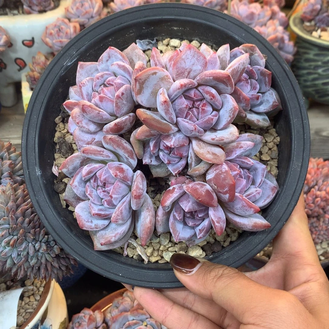 石榴籽紫皮紫心花花