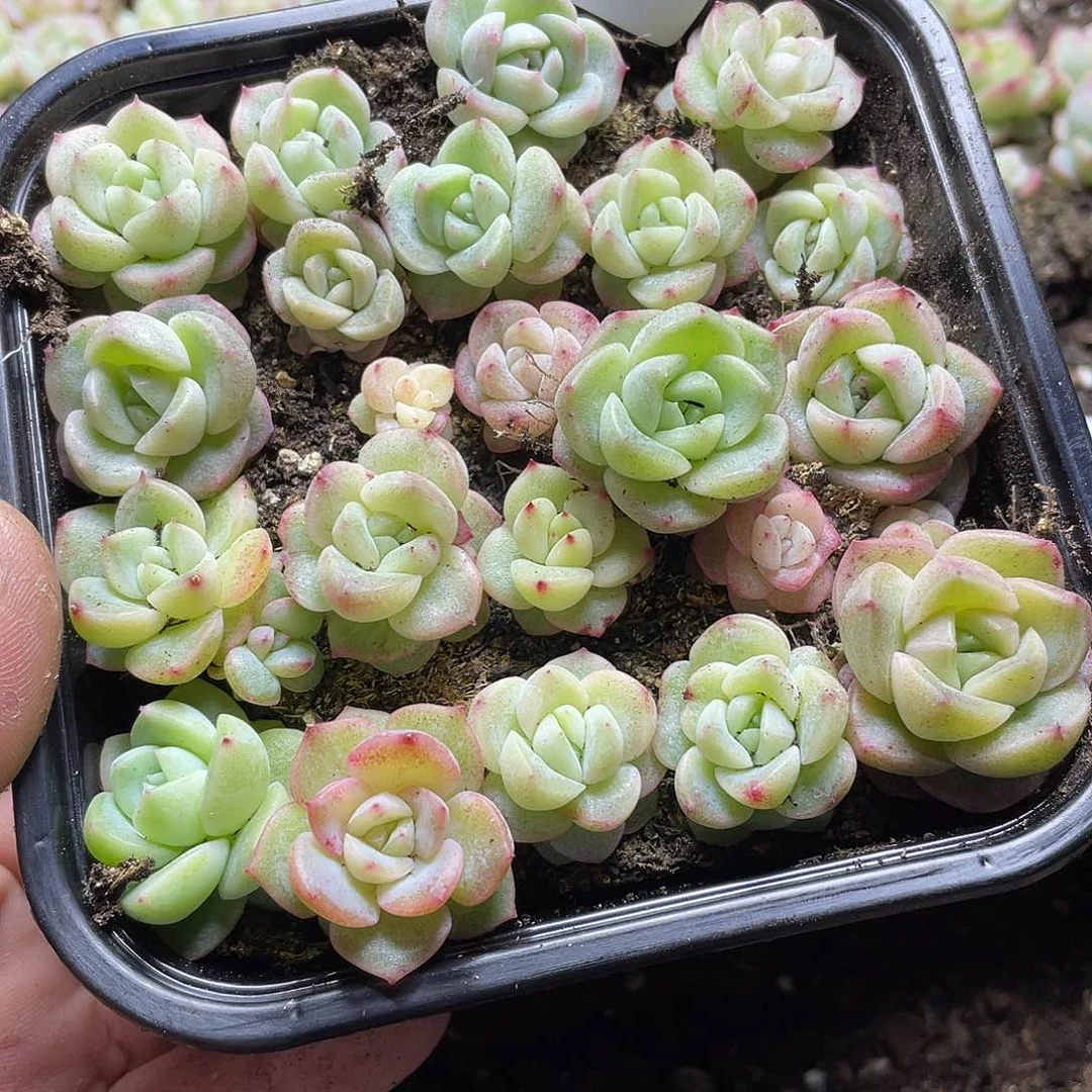 堇珍妮混z43一物一拍429