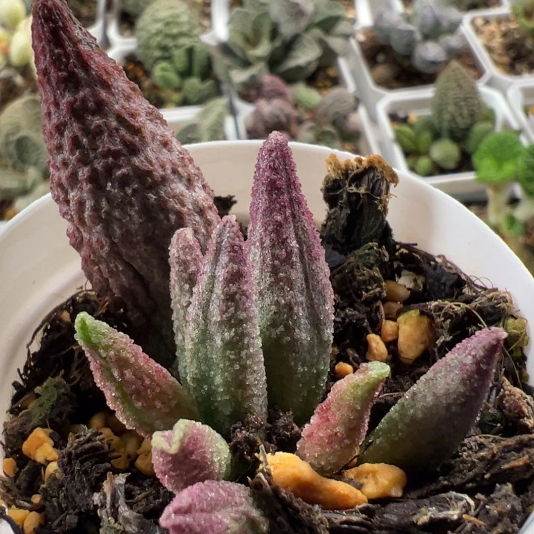 纯红哈默大苗多肉植物