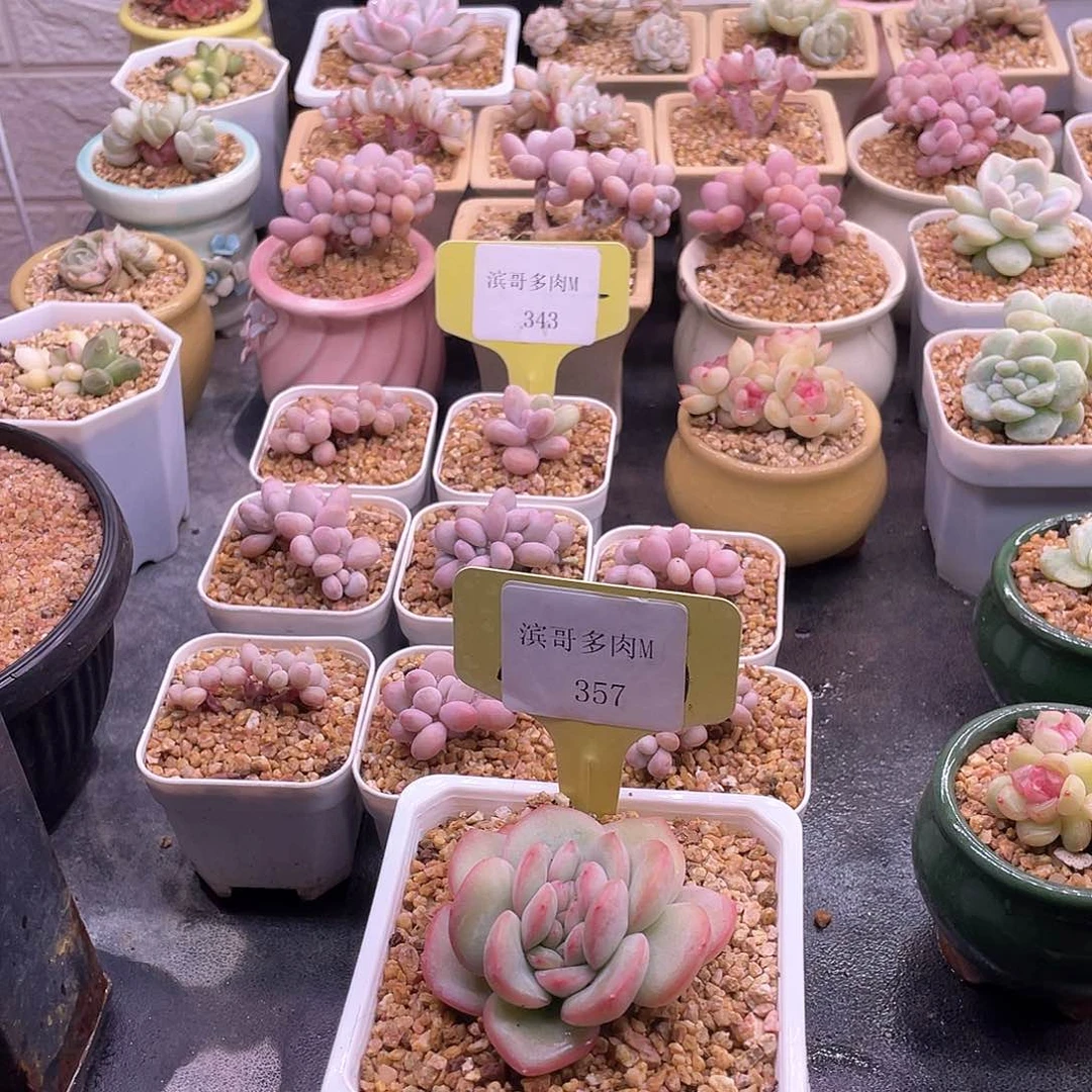 空*白滨哥多肉M357奶油泡芙缀化