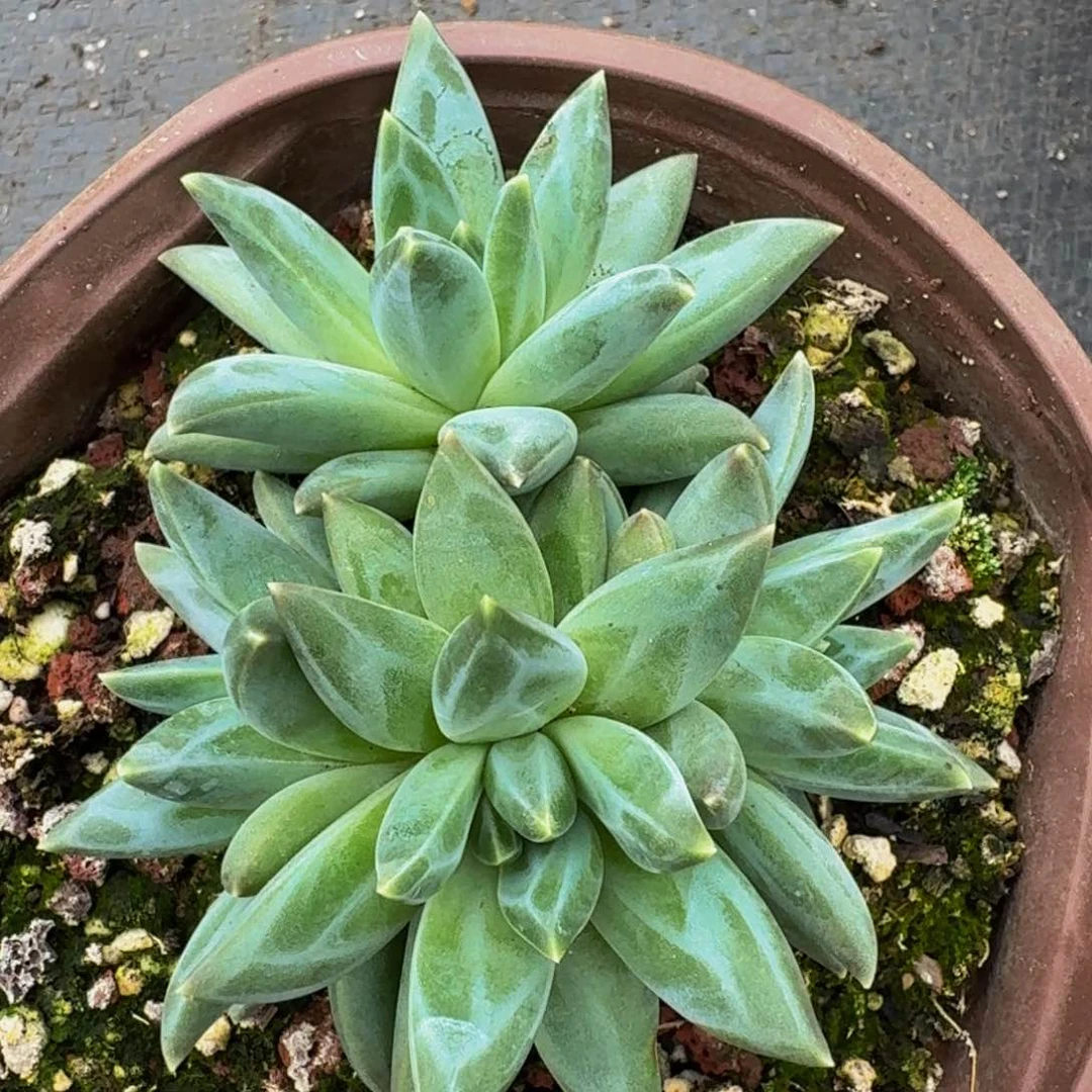 美人系列产品多肉一颗