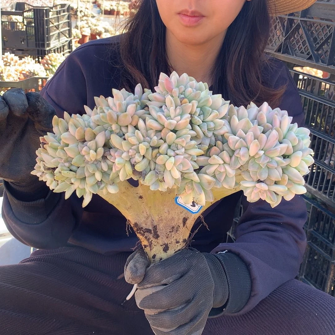 115 淡雪锦缀 一物一拍