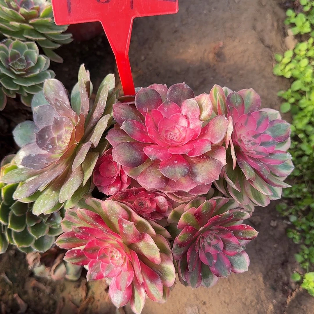 4-872荔枝多肉法师