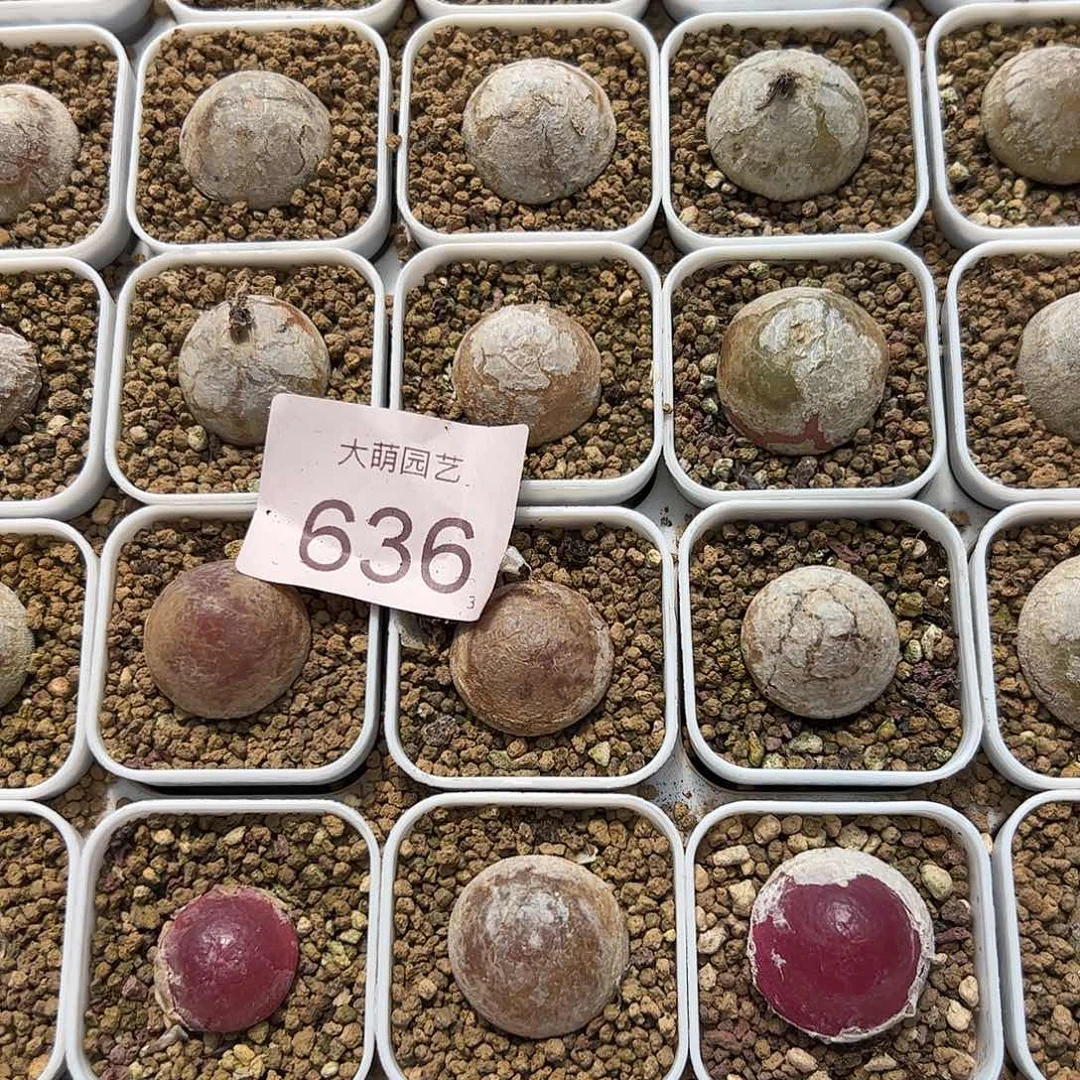 00000636量拍大灯泡1颗尺寸不低于2.0脱土发