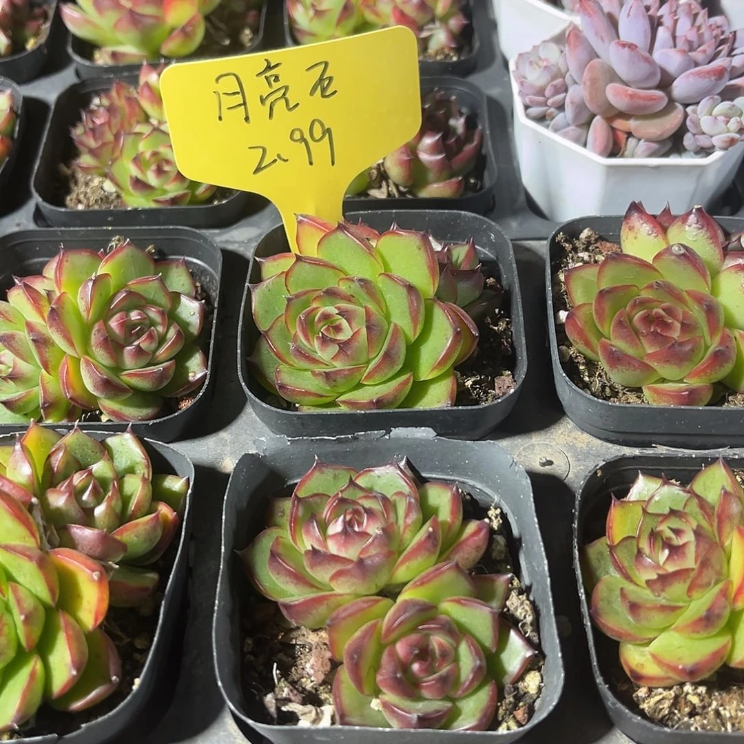 月亮石精品多肉植物
