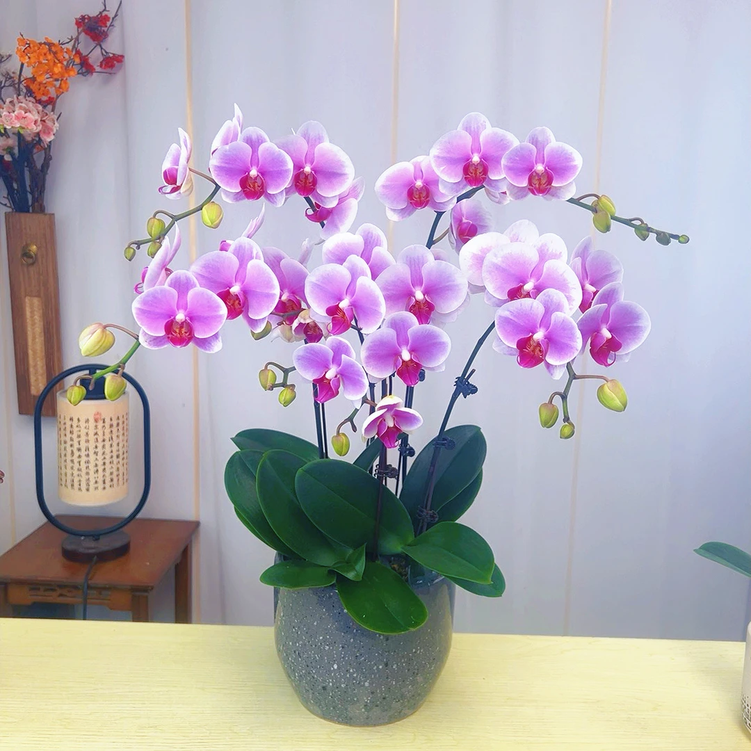 [雪媚娘06]2.8寸渐变白粉色蝴蝶兰中大型带花带花苞发货