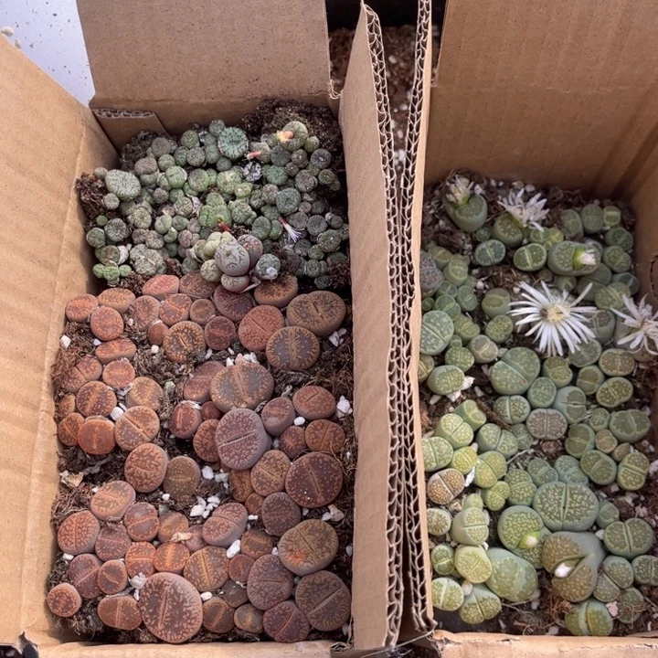 一箱三品种混搭888888888