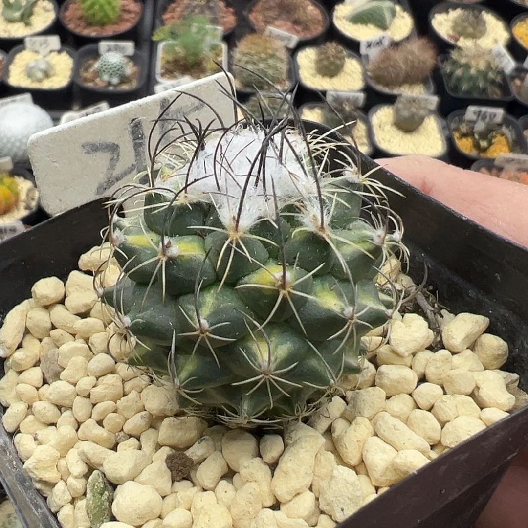 215娇丽锦实生仙人球