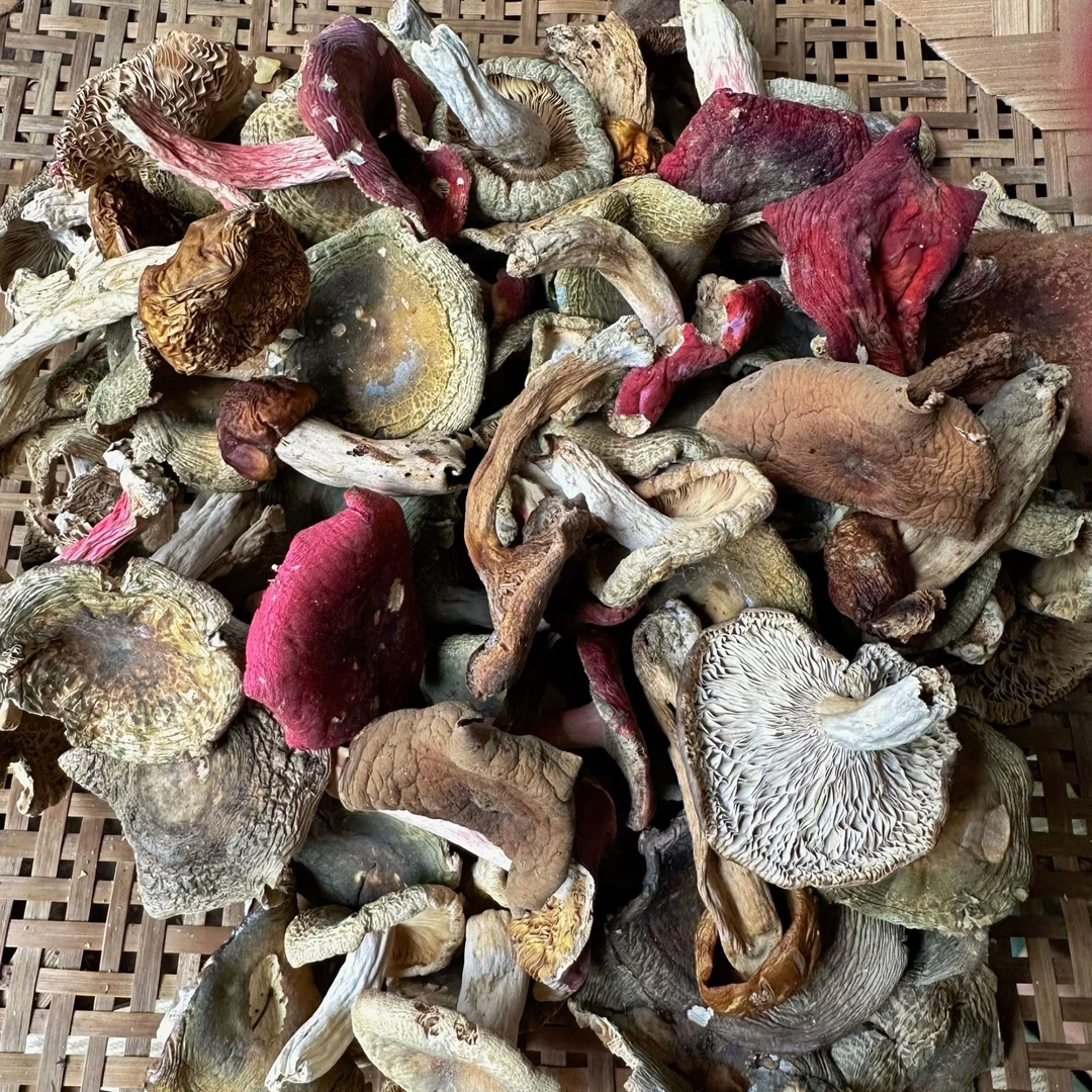 贵州野生干杂菌子