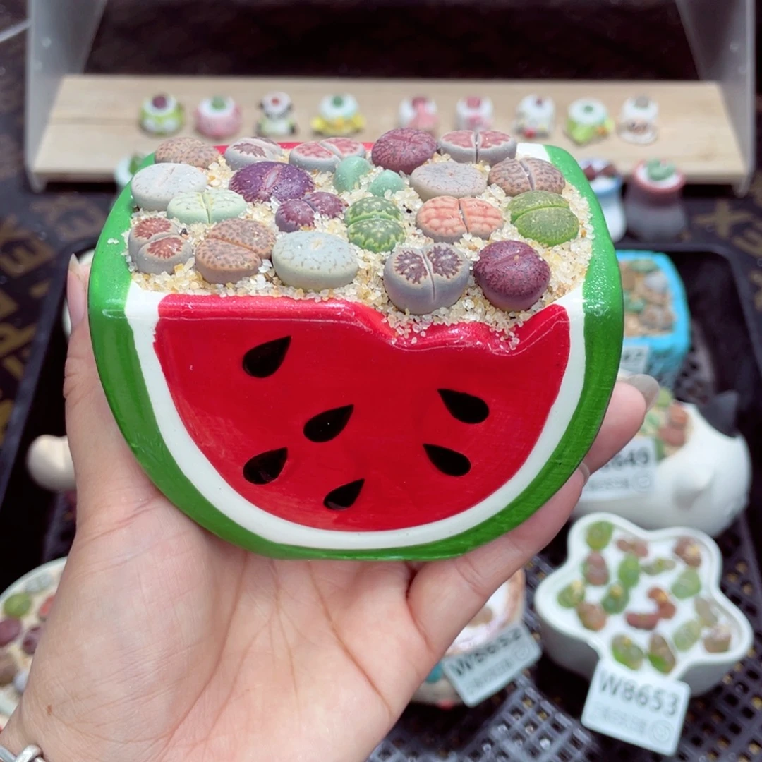 w8656 带盆土发货一物一拍