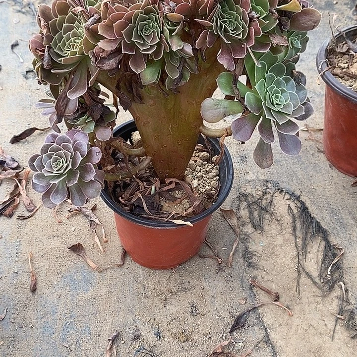荷兰玫瑰缀13多肉植物法师