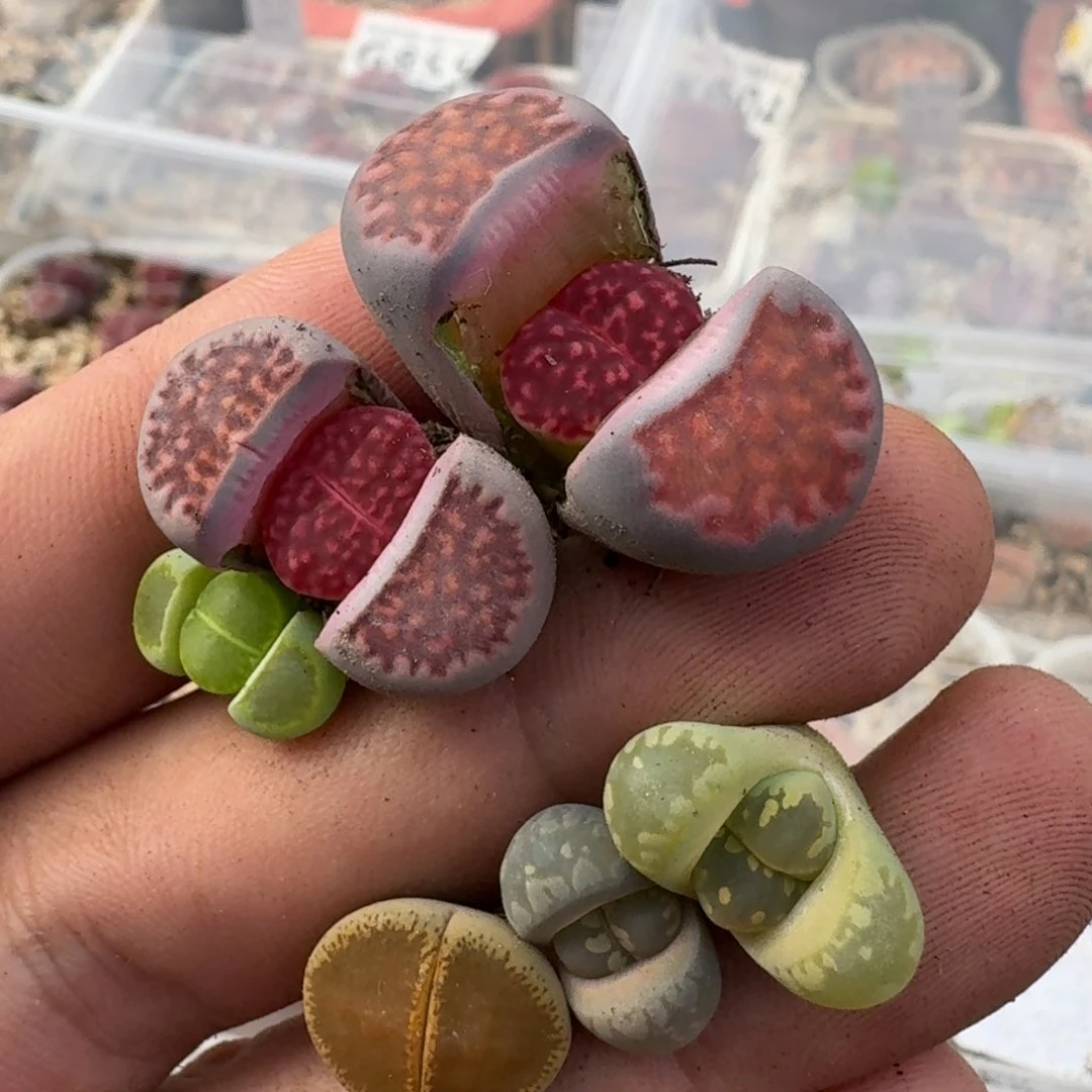 歆**愿K698紫红窗绿菊等