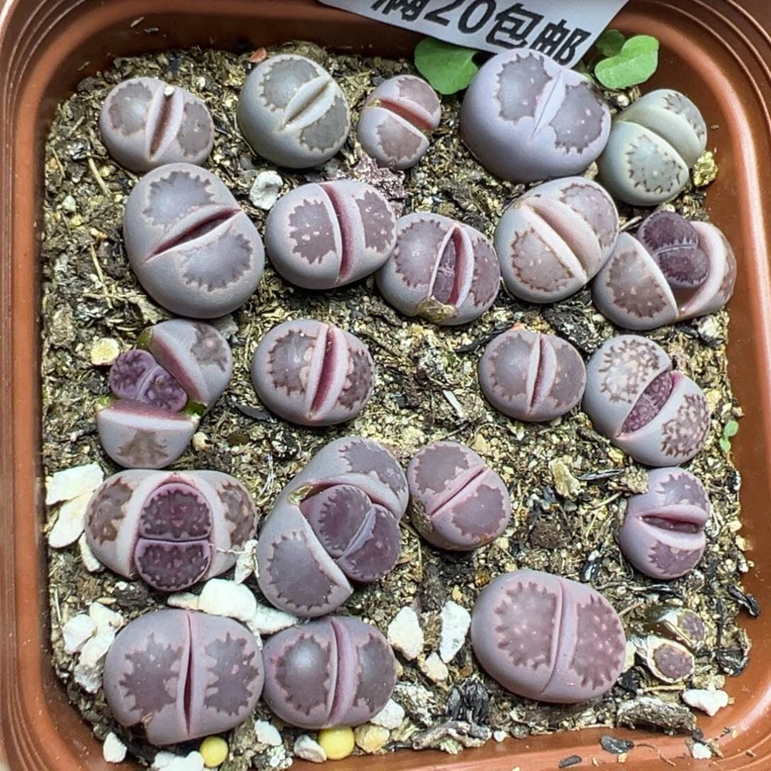 【闪购商品】 775。