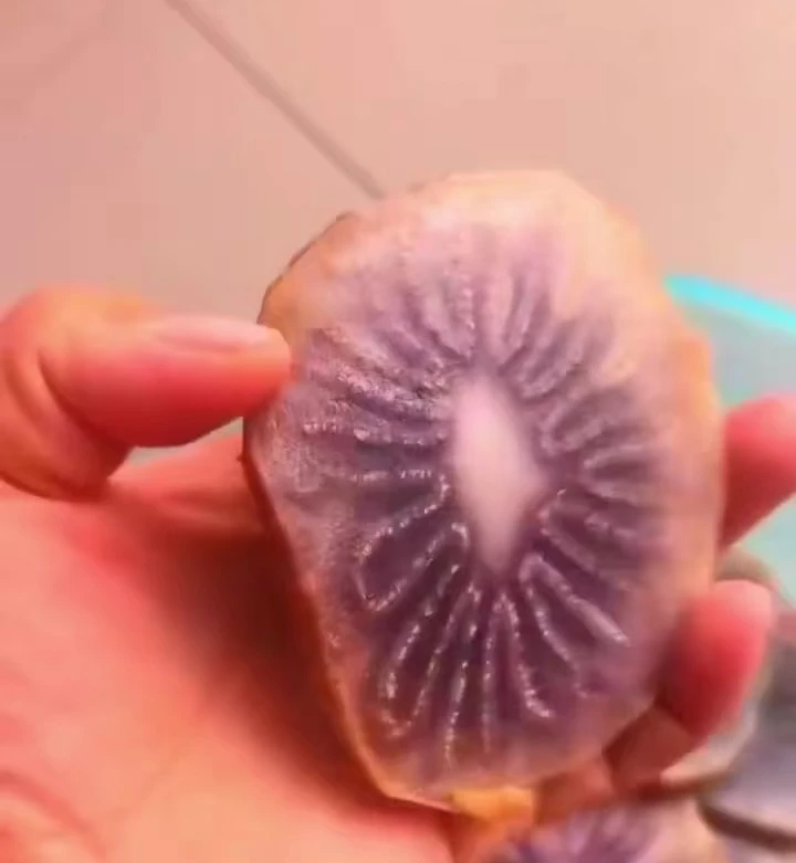 沙漠植物选货无坏果新货干净