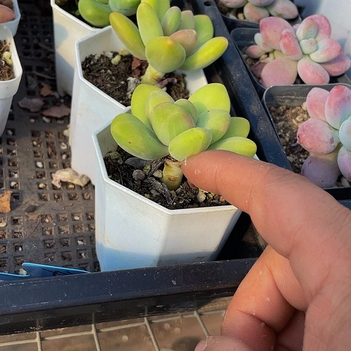 八角盆金蟾带盆土发